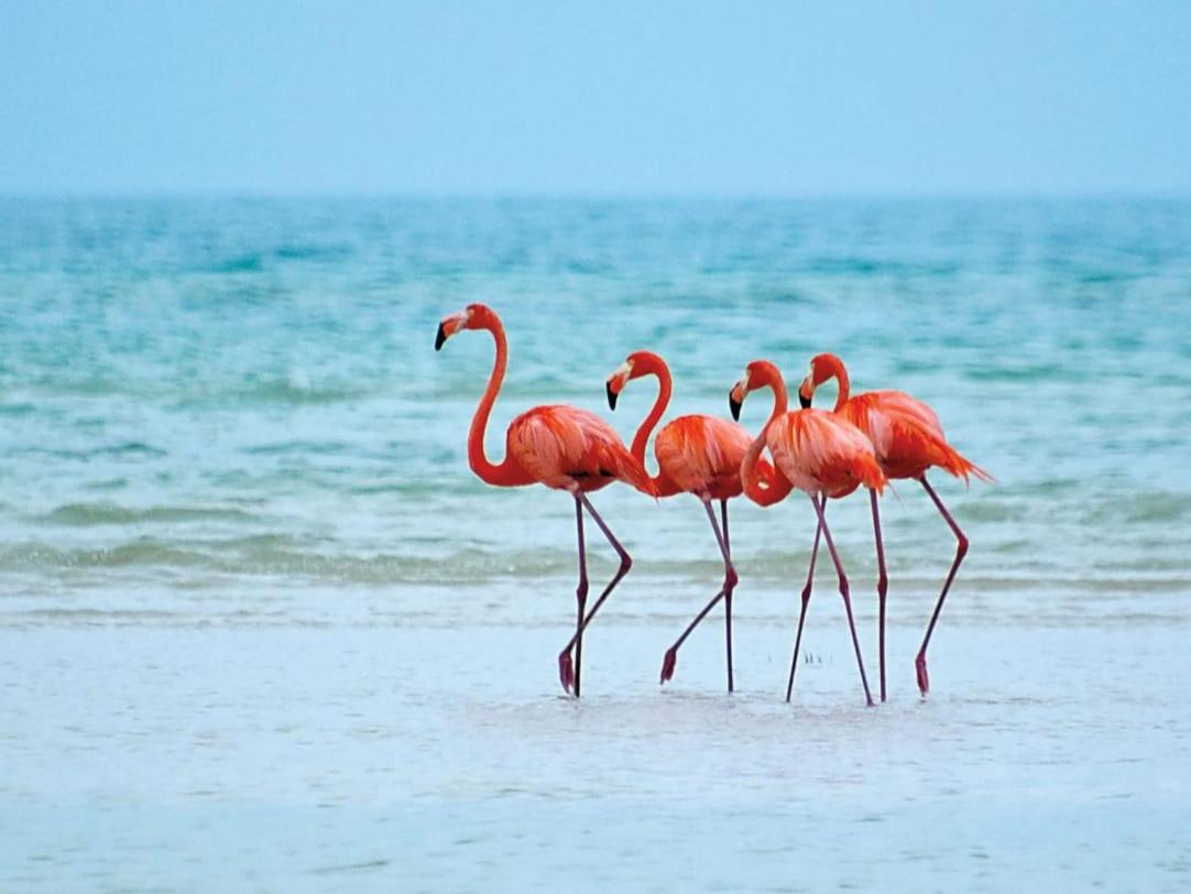 Mi Habitat Holbox-Maravilla Natural מראה חיצוני תמונה